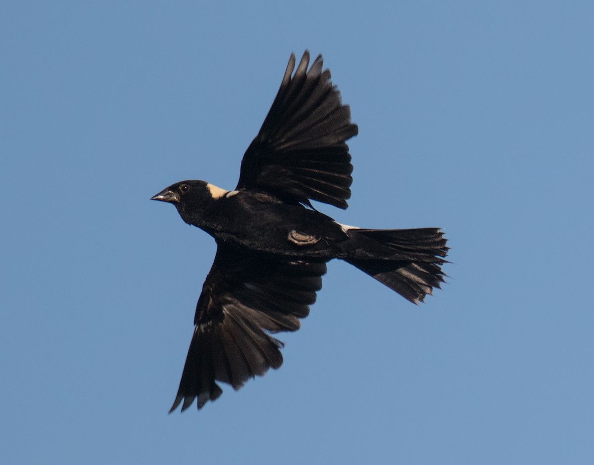 Bobolink - ML254614261