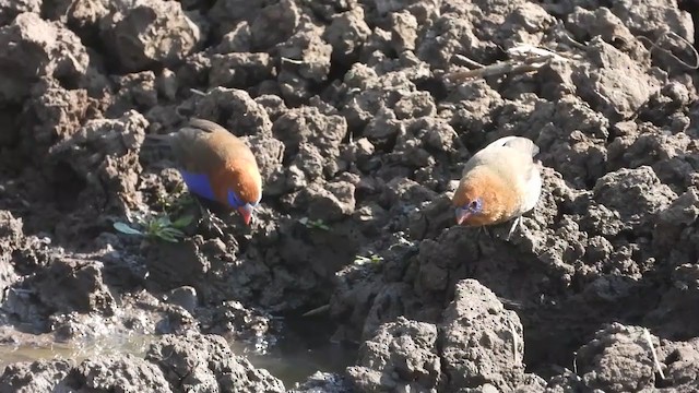 Cordonbleu violacé - ML254614311