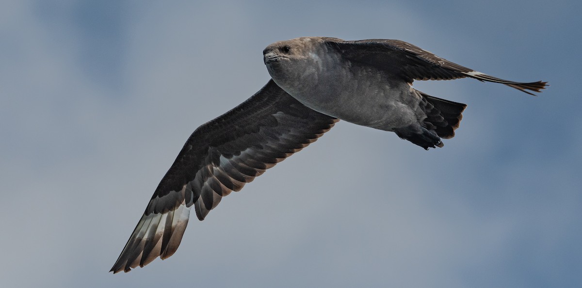 South Polar Skua - ML254614461