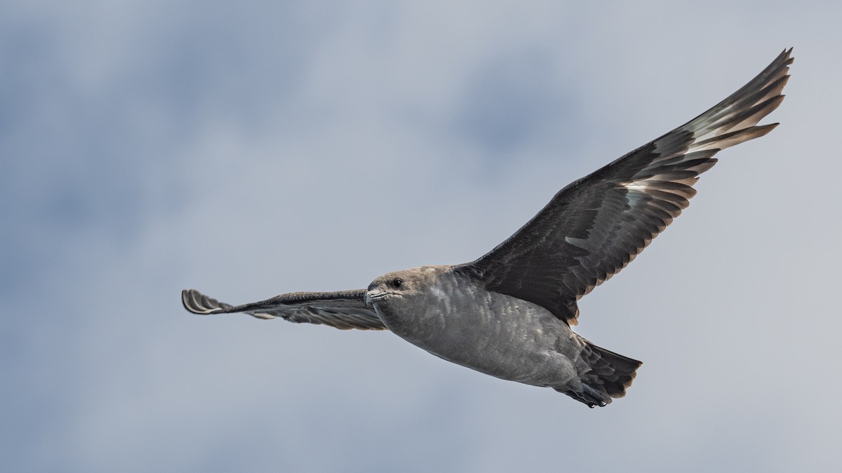 South Polar Skua - ML254614491