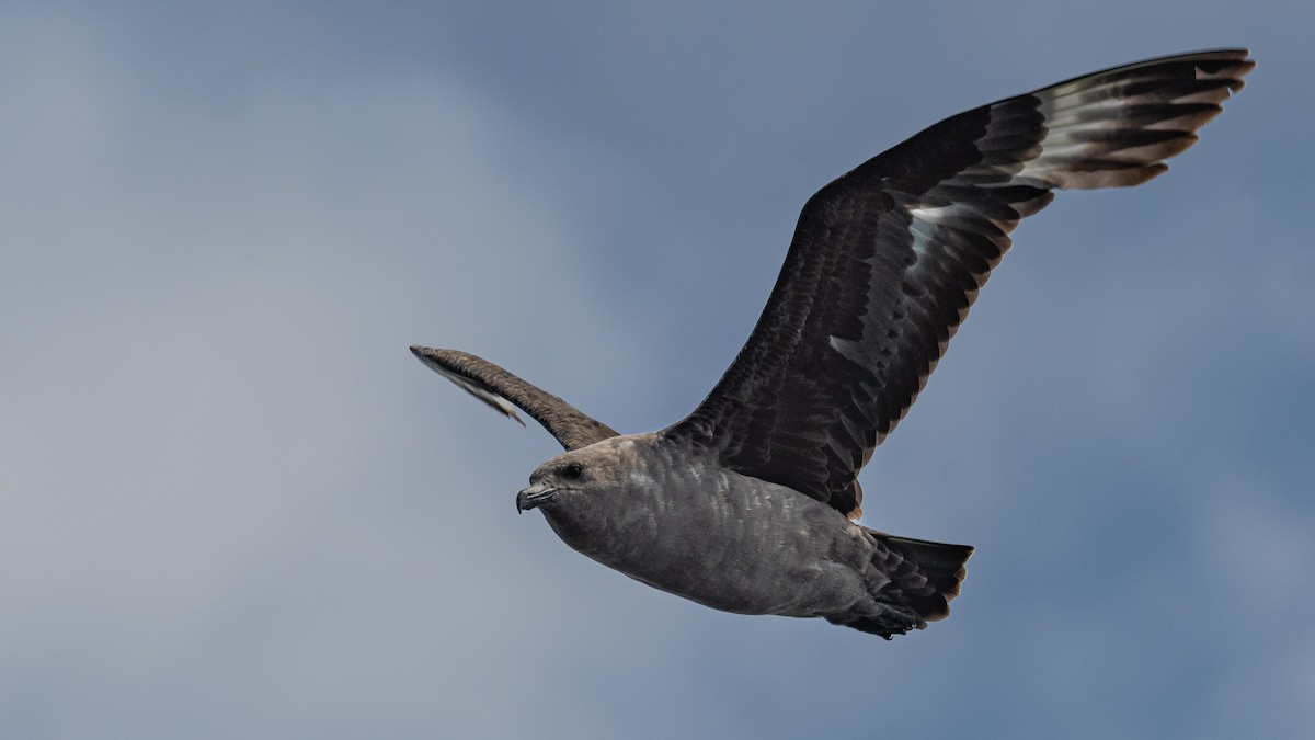 South Polar Skua - ML254614501