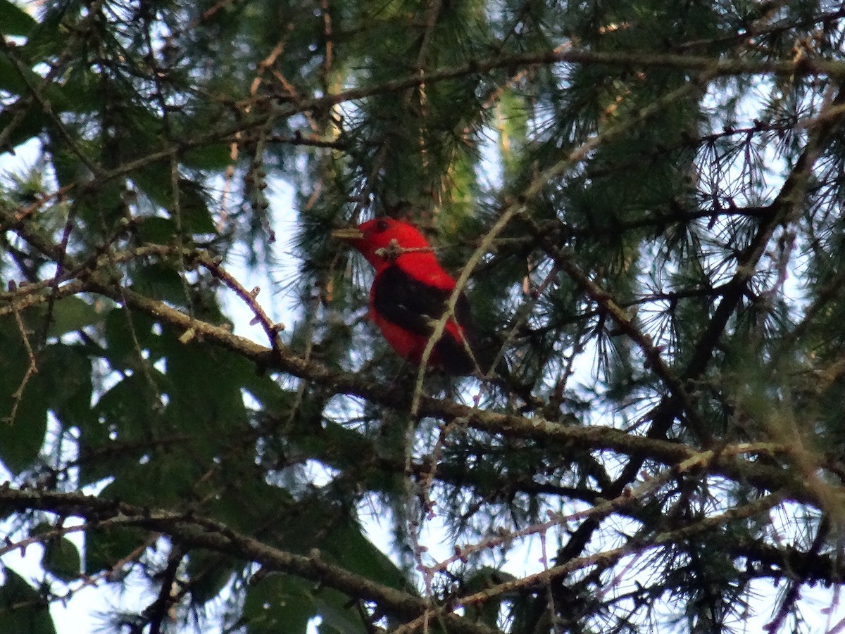 Scarlet Tanager - ML254614711
