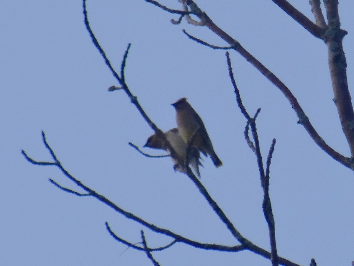 Cedar Waxwing - ML254614871