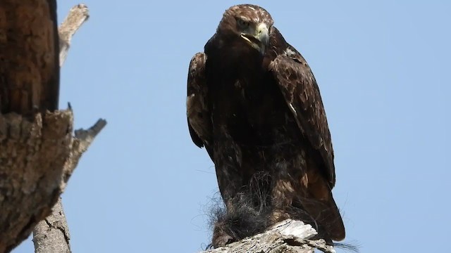 Águila Rapaz - ML254615991