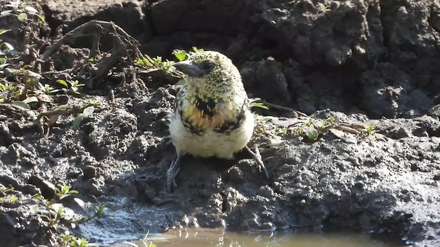 D'Arnaud's Barbet - ML254616731