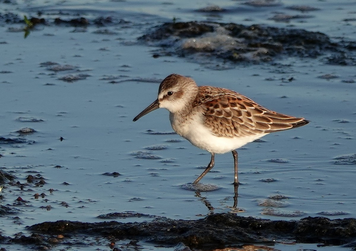 Western Sandpiper - Jack Maynard