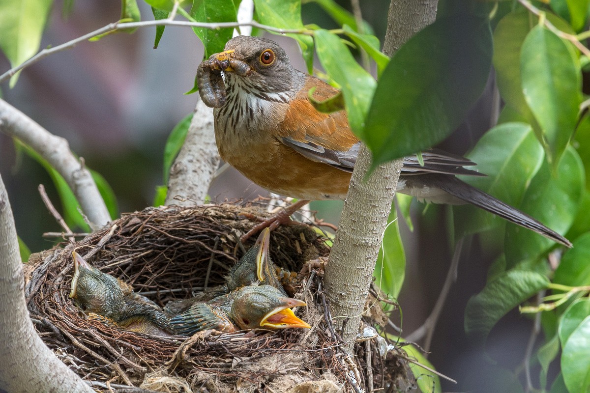 Rufous-backed Robin - ML254624031