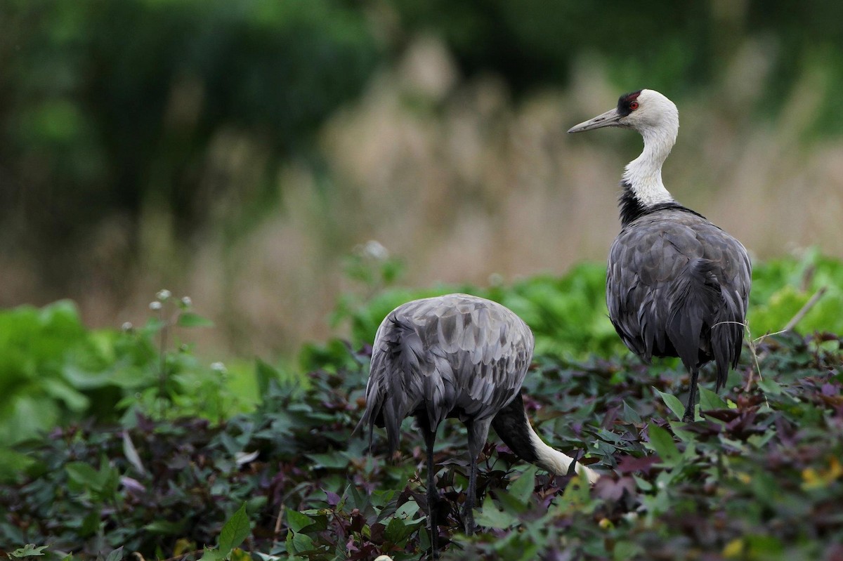 Hooded Crane - ML254625491