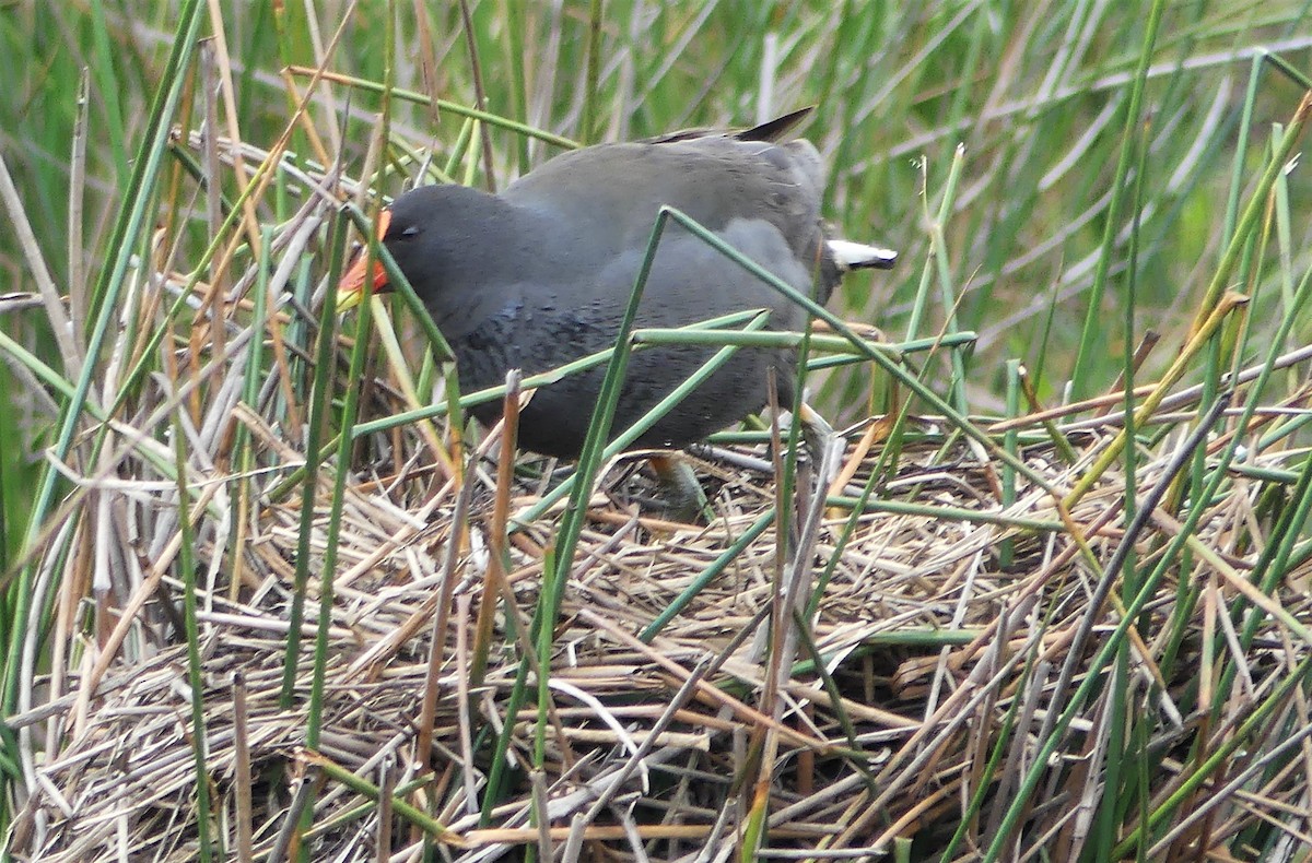 Dusky Moorhen - ML254626041