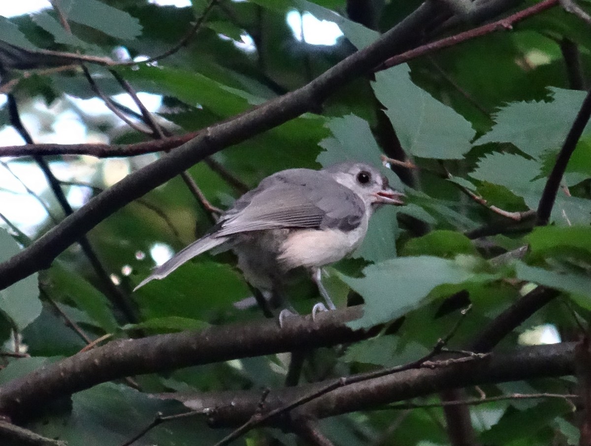 Tufted Titmouse - ML254626861