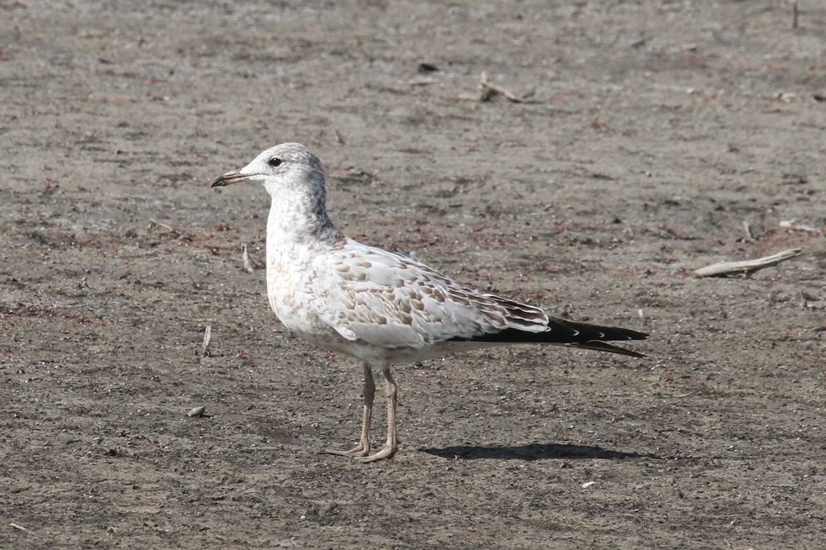 Ring-billed Gull - Geoffrey Urwin