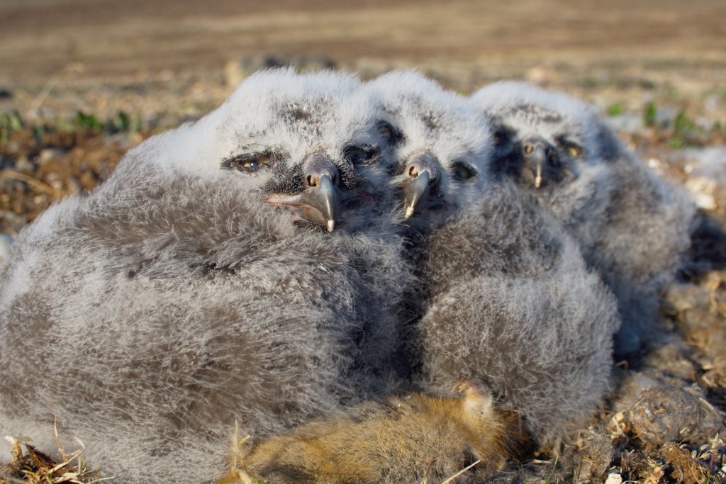 Snowy Owl - ML254627091