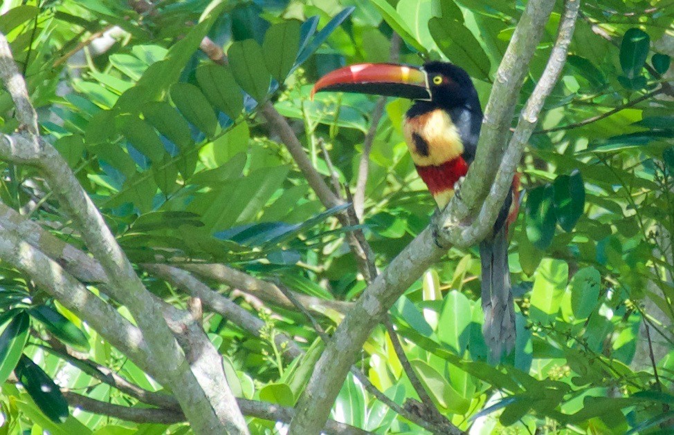 Fiery-billed Aracari - ML25462731