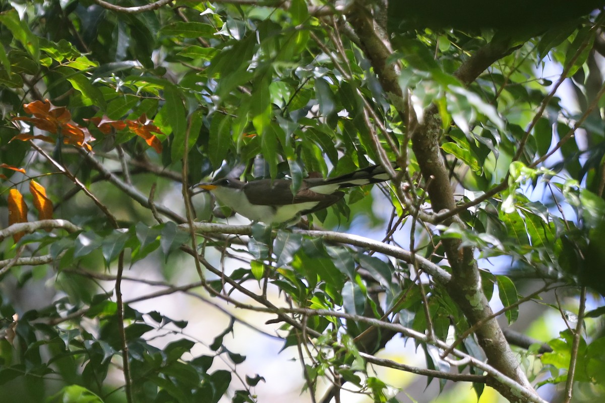 Pearly-breasted Cuckoo - Ian Thompson