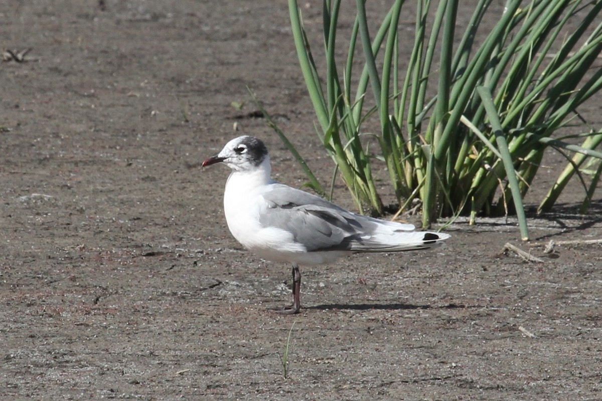 Franklin's Gull - Geoffrey Urwin