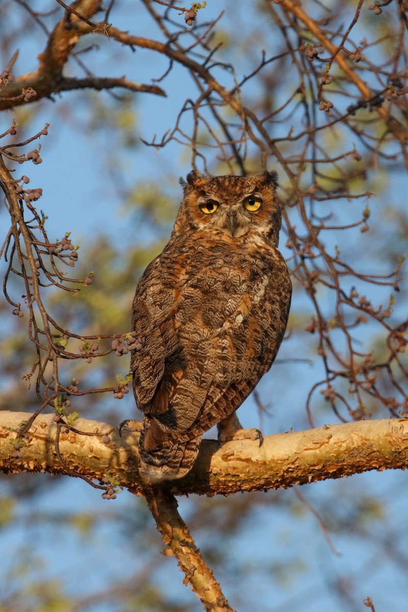 Great Horned Owl - ML254628761
