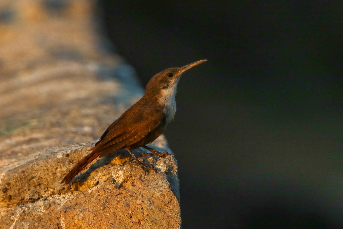 Canyon Wren - Gerardo Marrón