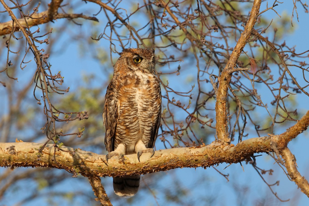 Great Horned Owl - ML254628821