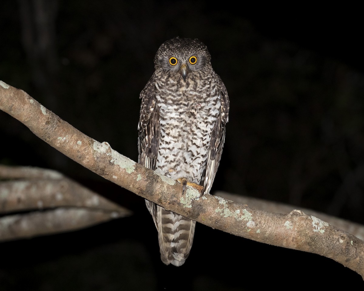 Powerful Owl - Chris Murray