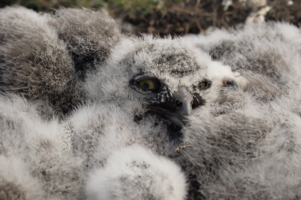 Snowy Owl - Don-Jean Léandri-Breton