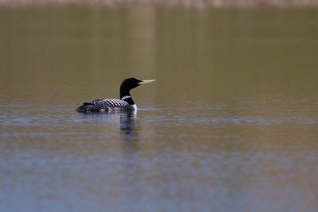 Yellow-billed Loon - Don-Jean Léandri-Breton