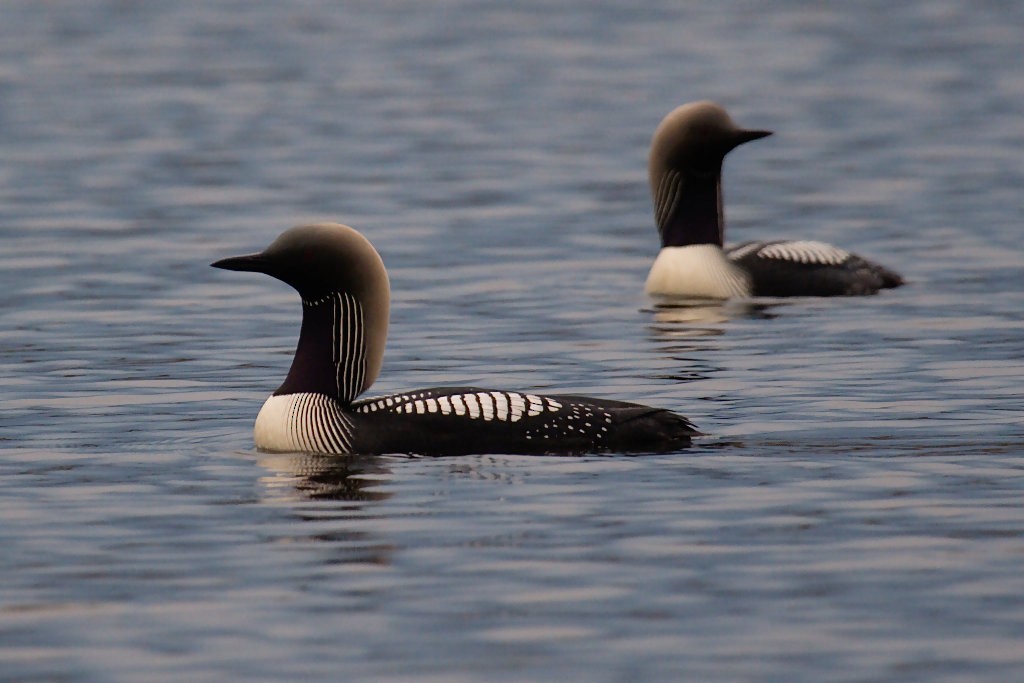 Pacific Loon - Don-Jean Léandri-Breton