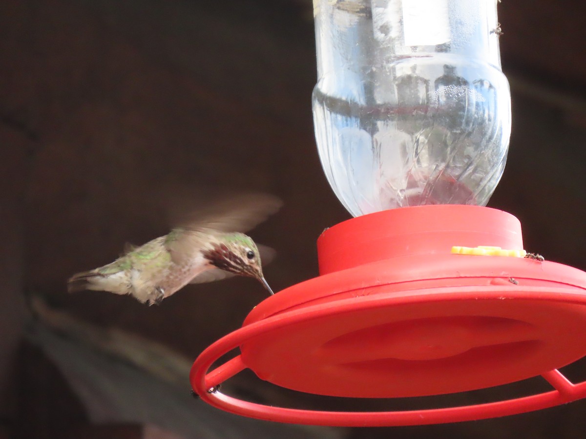 Calliope Hummingbird - Del Nelson