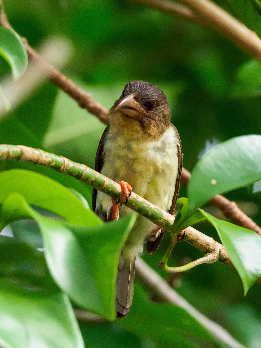 barbet tmavý - ML254633501