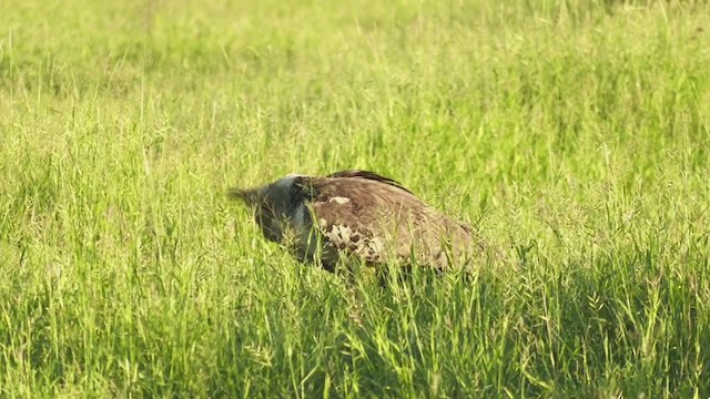 Kori Bustard - ML254633651