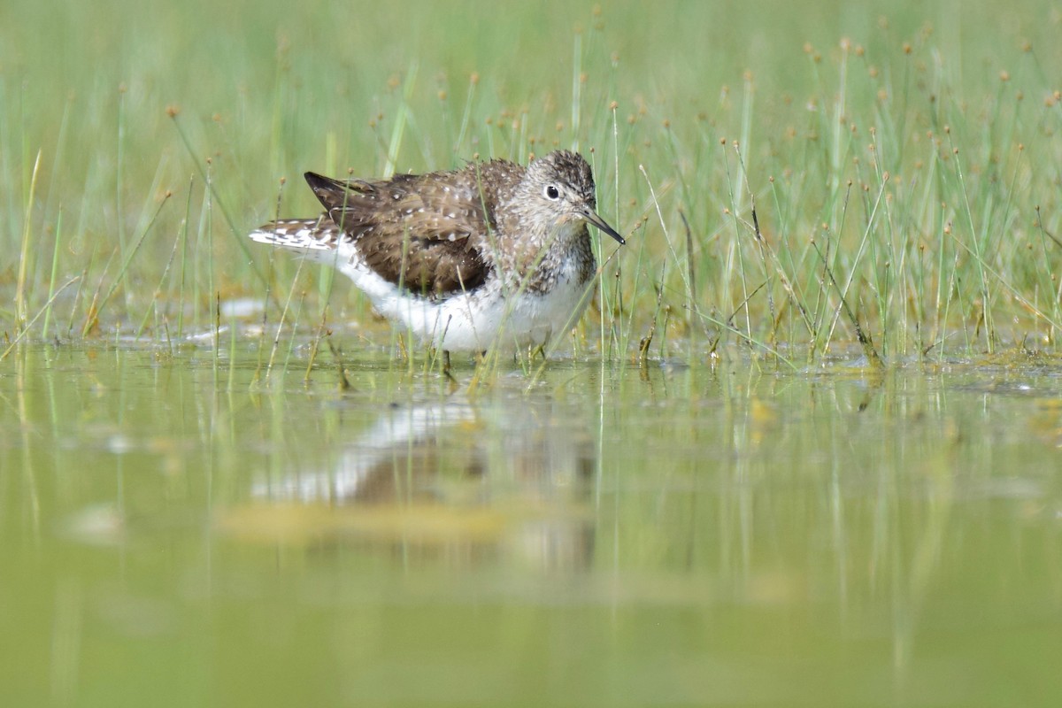 Solitary Sandpiper - ML254634551