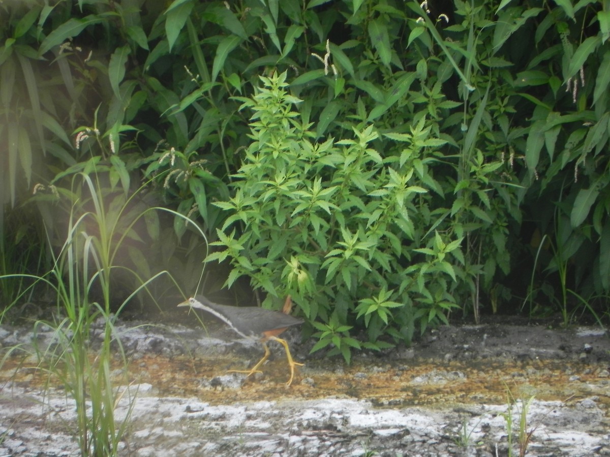 White-breasted Waterhen - Johnny Robertson