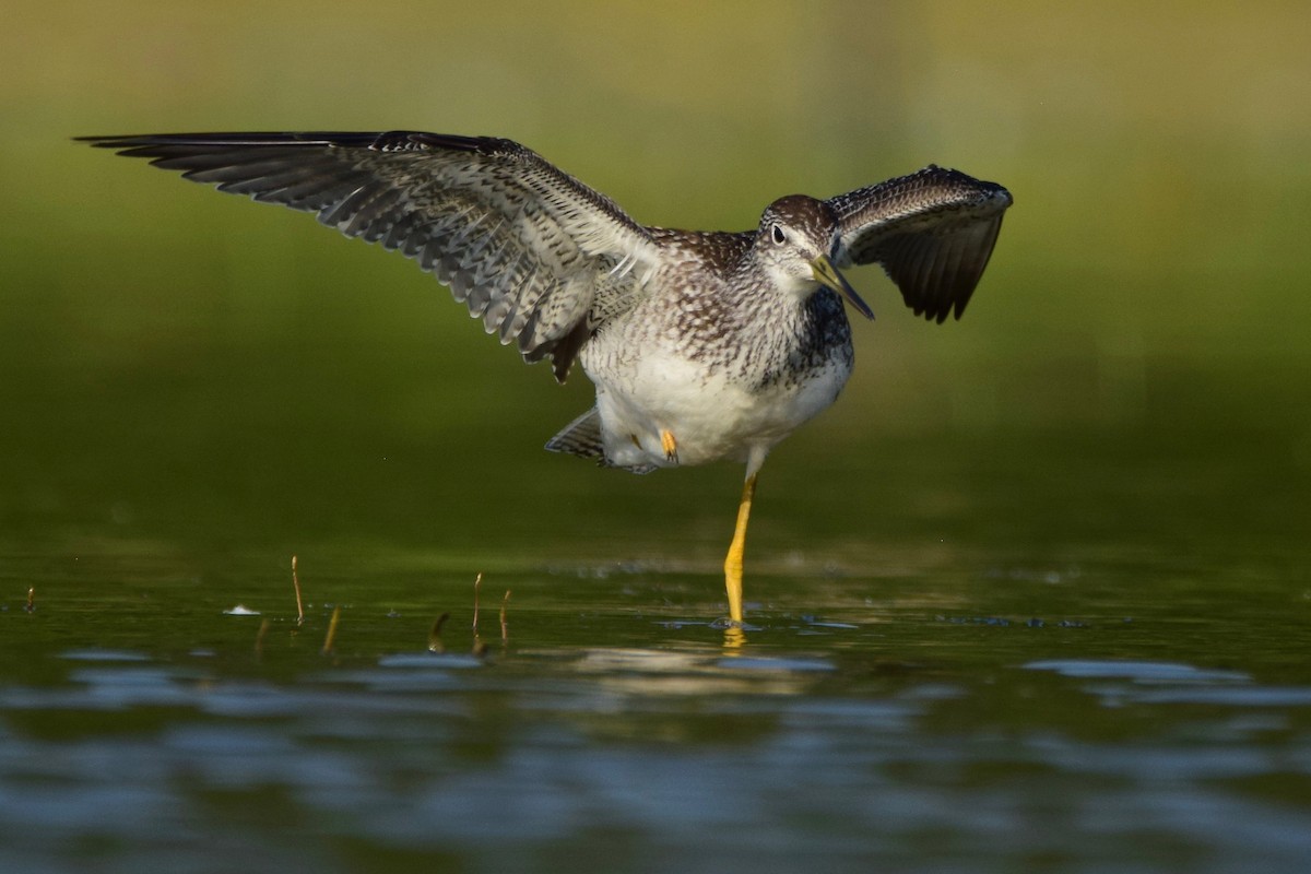 Greater Yellowlegs - ML254635851