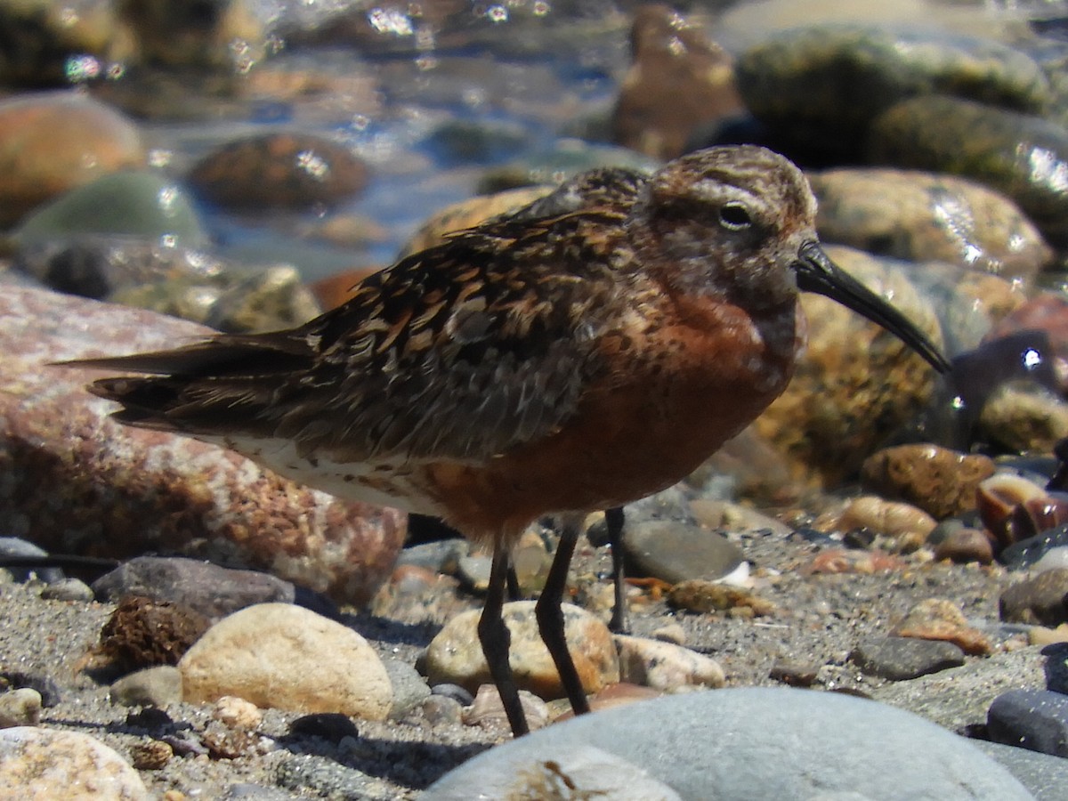 Curlew Sandpiper - Bill Lee