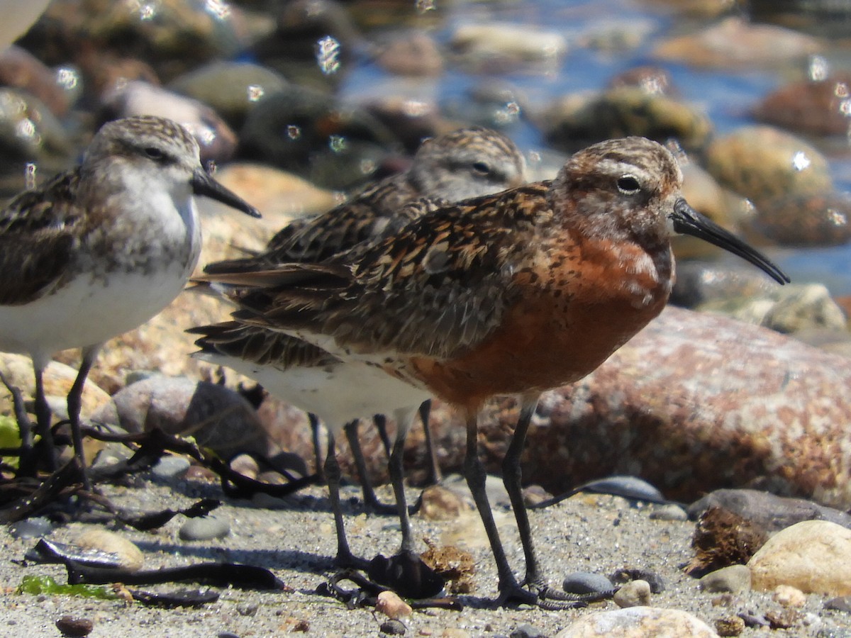 Curlew Sandpiper - Bill Lee