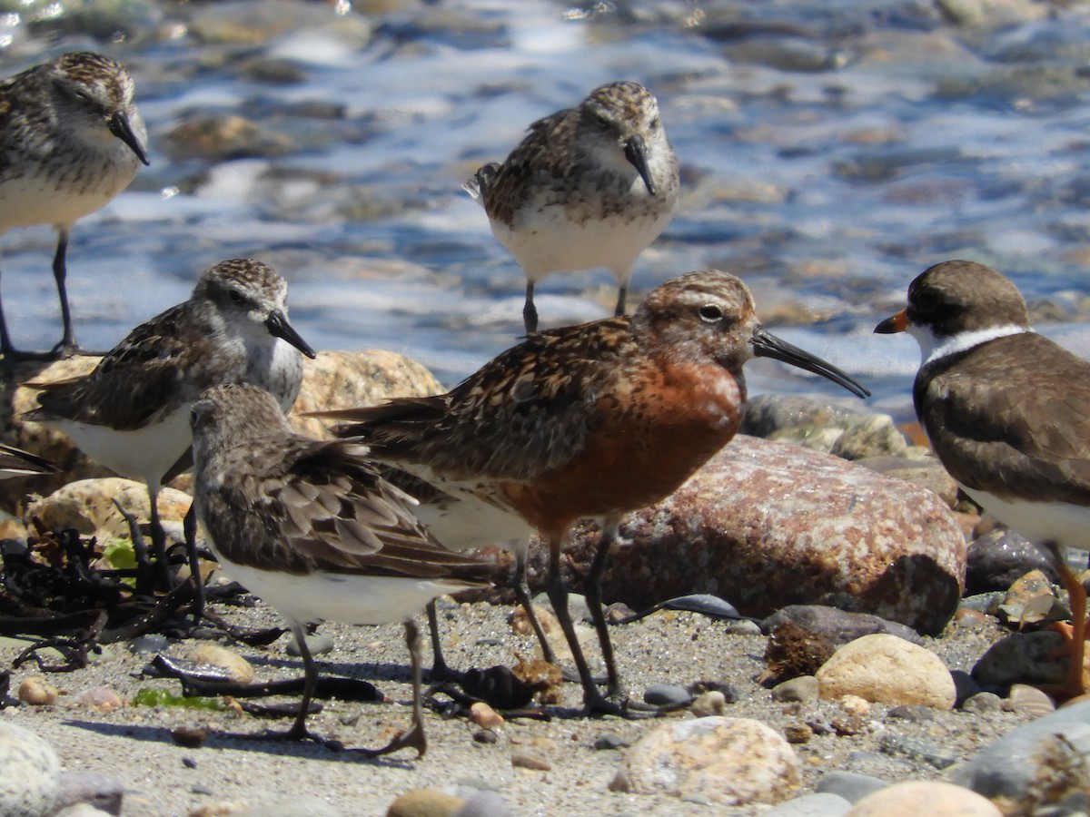 Curlew Sandpiper - Bill Lee