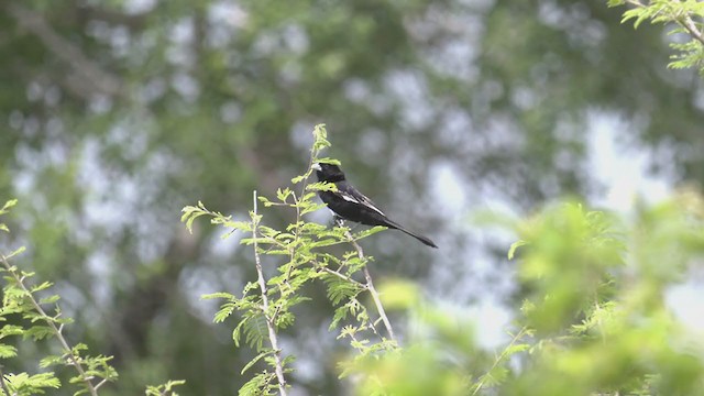 White-winged Widowbird - ML254639681