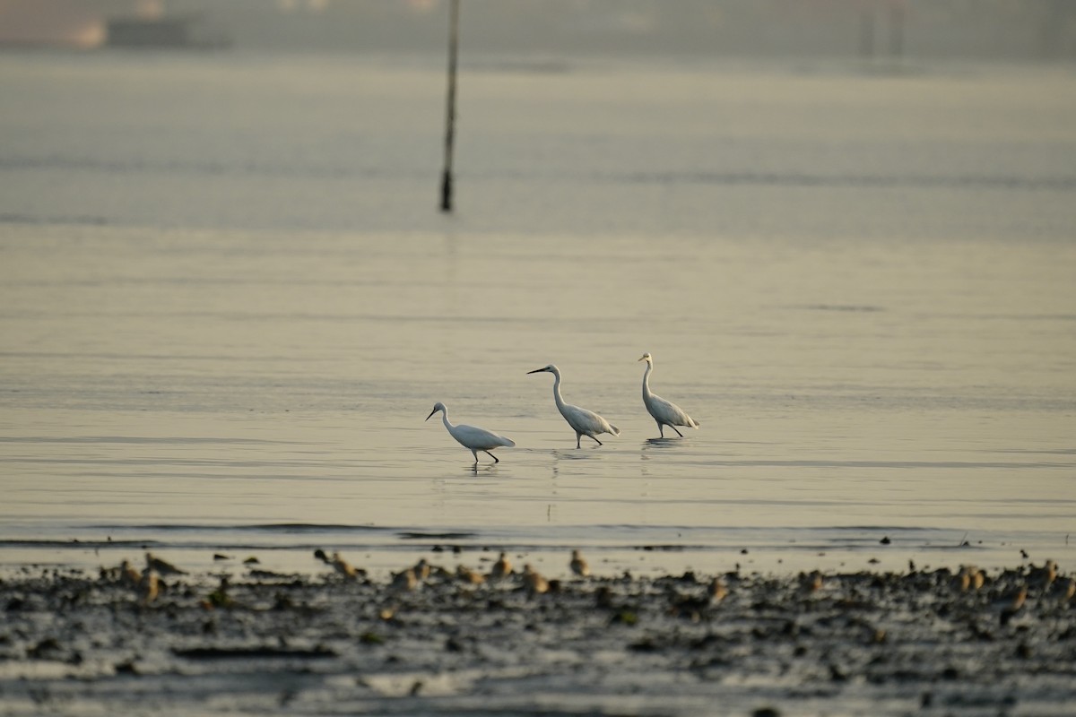 Little Egret - ML254640641