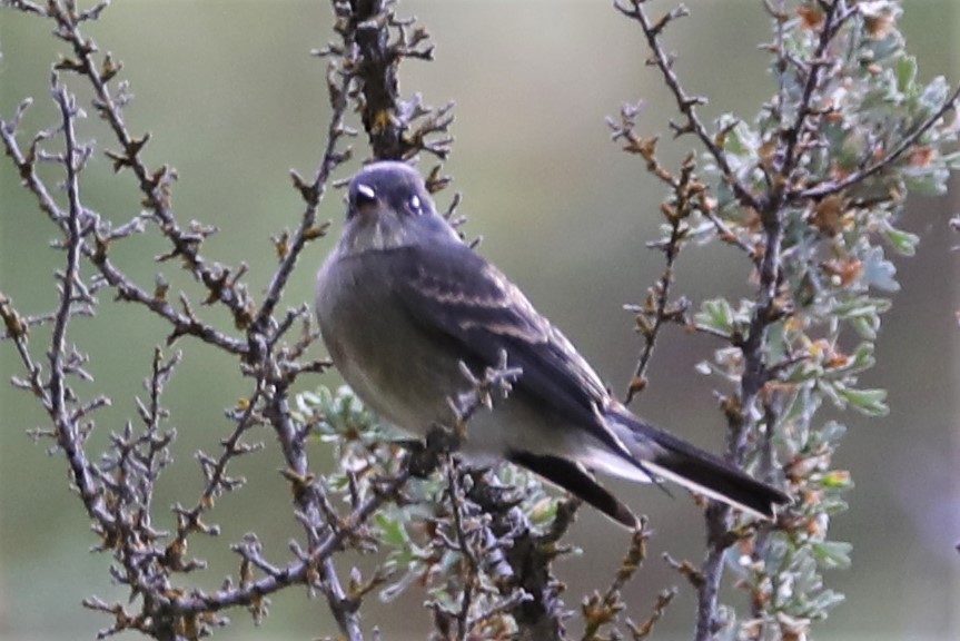 Olive-sided Flycatcher - ML254641851