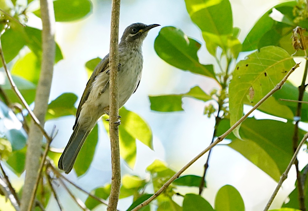 White-lined Honeyeater - ML254642001