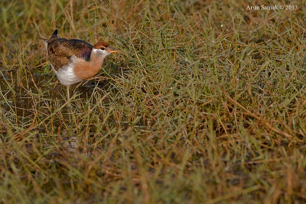 Bronze-winged Jacana - ML254643021
