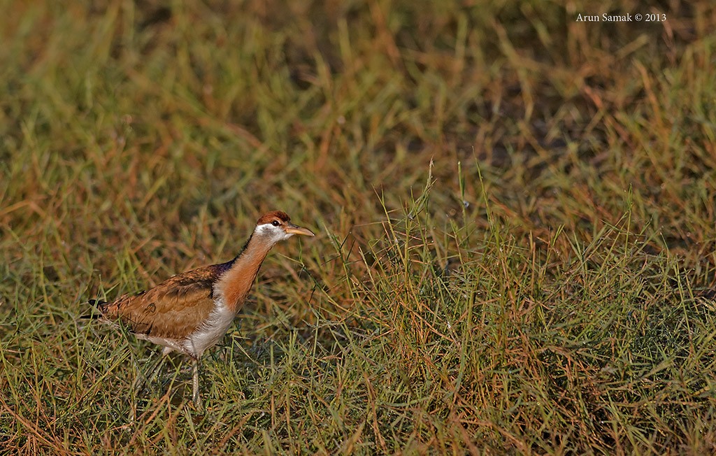 Bronze-winged Jacana - ML254643041