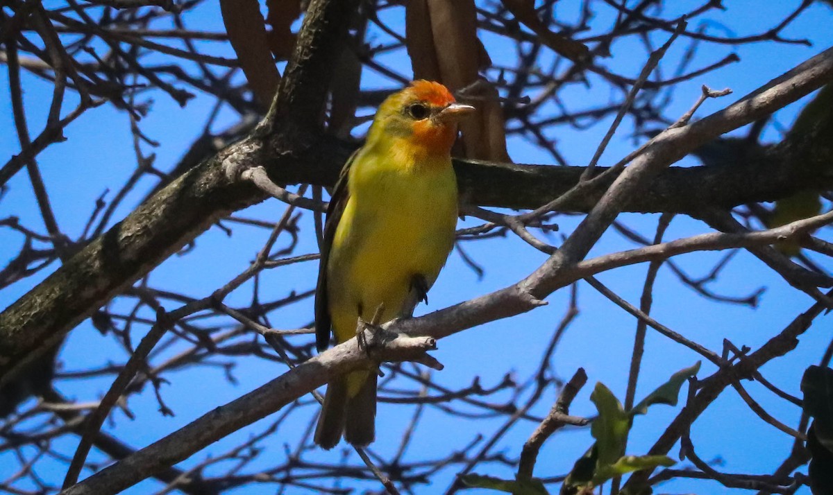 Western Tanager - ML254643121