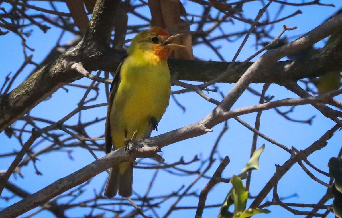 Western Tanager - ML254643131