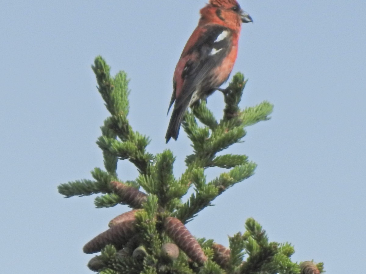 White-winged Crossbill - ML254643451