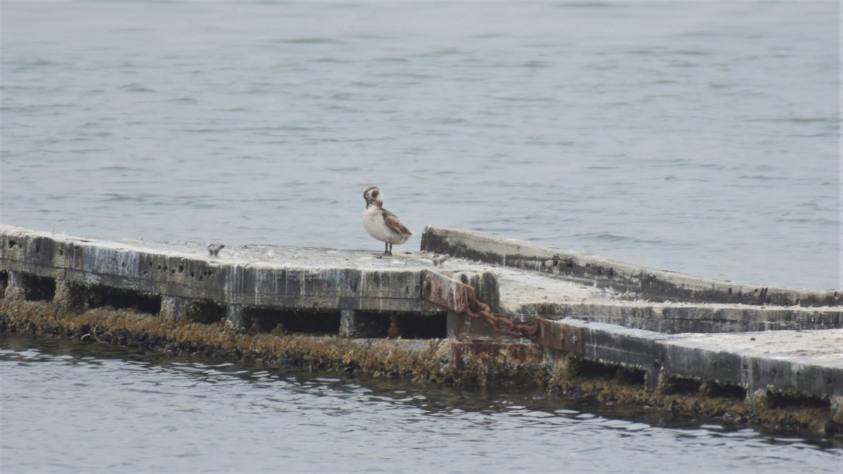 Long-tailed Duck - Germen Postma