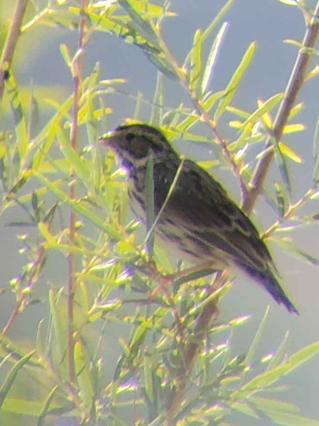 Savannah Sparrow - Joe Tuvell