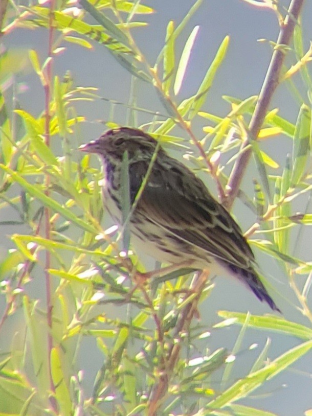 גיבתונית ערבות - ML254643651