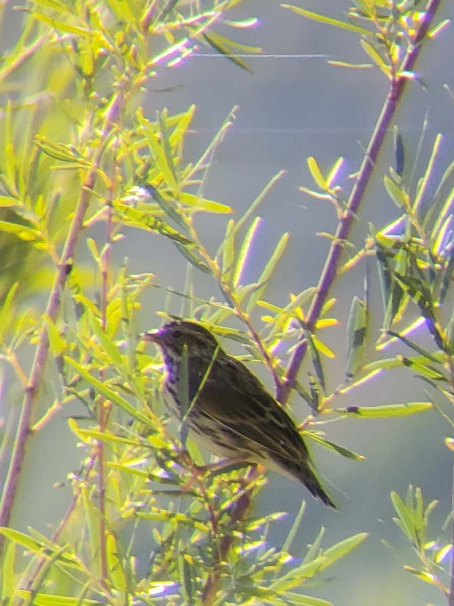 Savannah Sparrow - Joe Tuvell