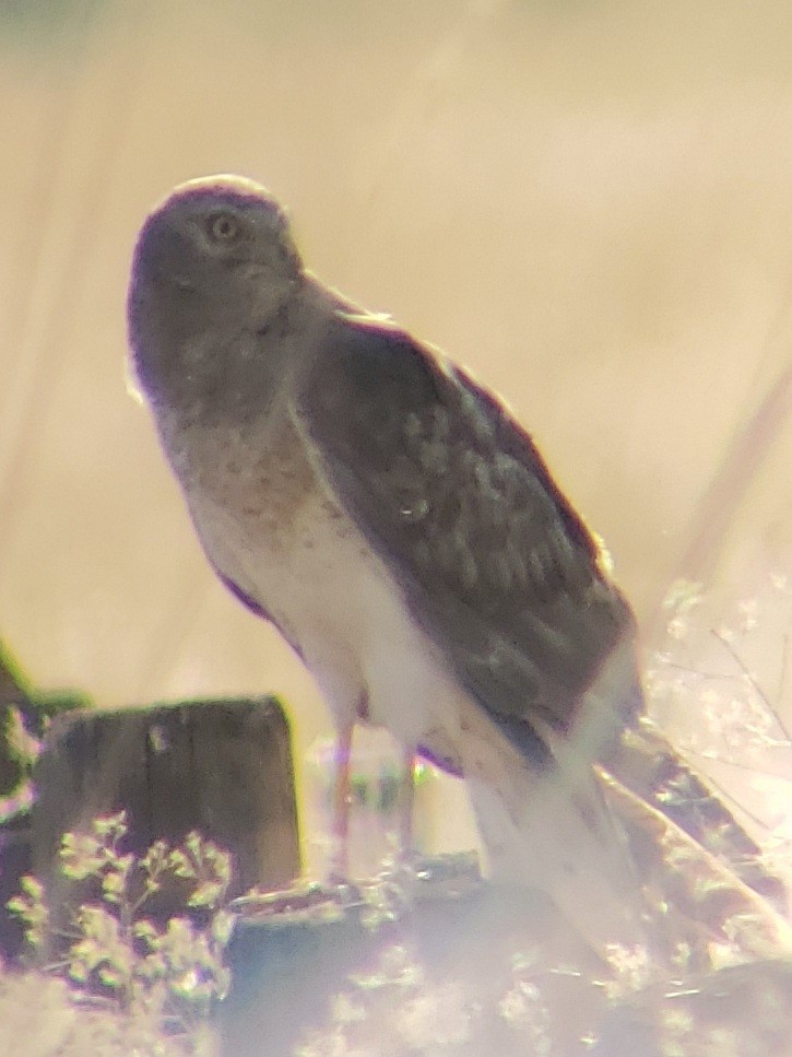 Northern Harrier - ML254643691