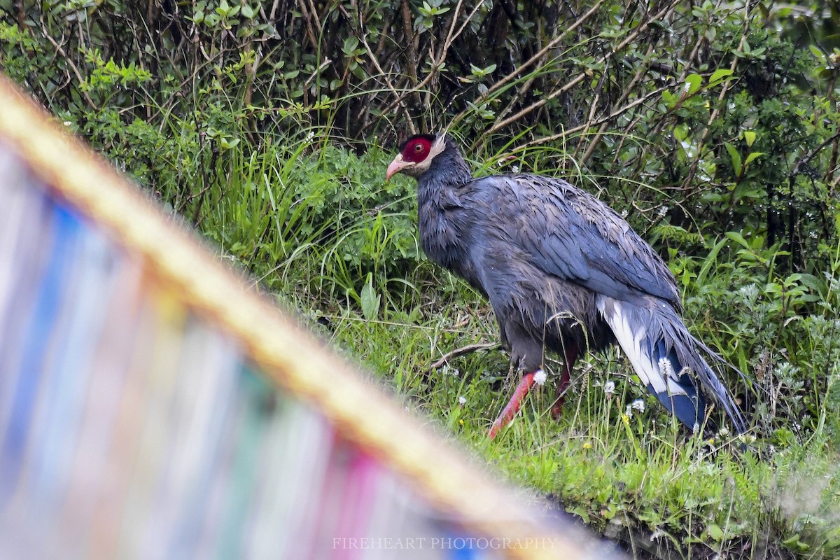 Blue Eared-Pheasant - ML254644551